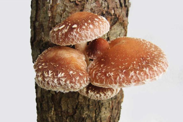 Shiitake-Pilze