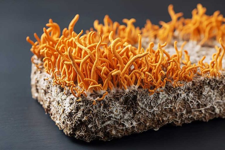 Cordyceps militaris-Pilz