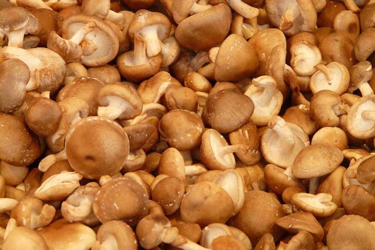 Shiitake-Pilze