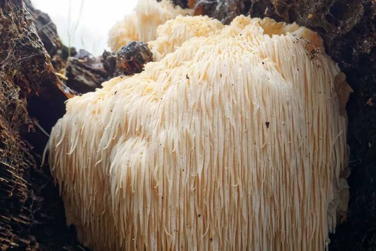 Lion’s Mane-Pilz