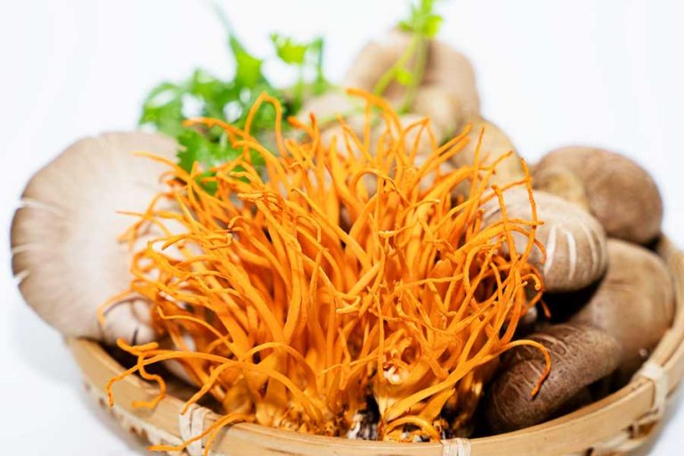 Cordyceps militaris-Pilz