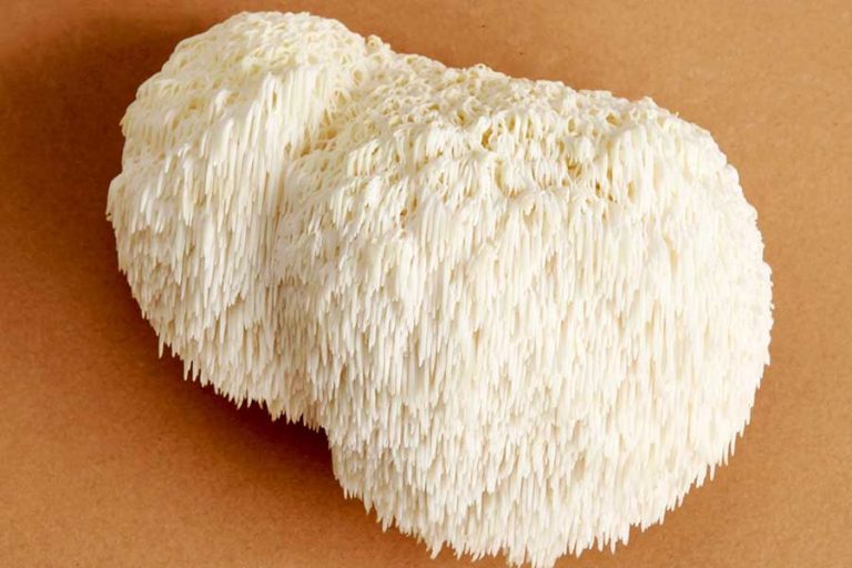Lion’s Mane-Pilz