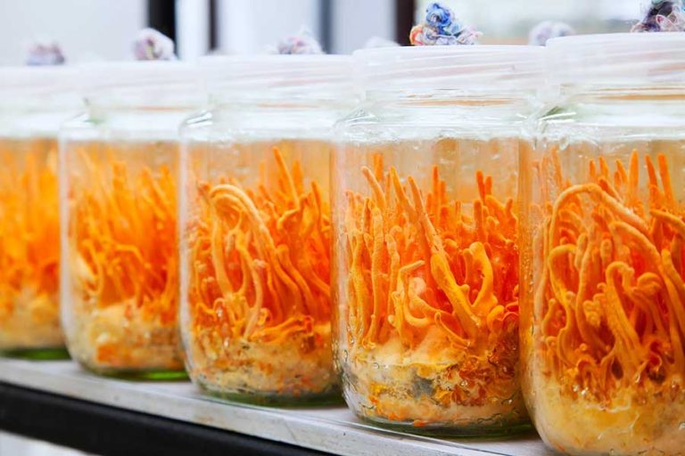 Cordyceps militaris-Pilz