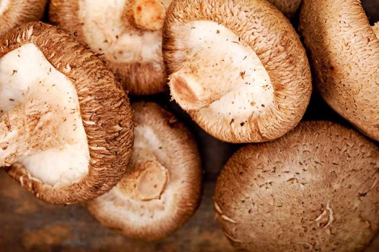 Shiitake-Pilze