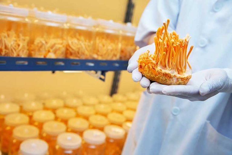 Cordyceps militaris-Pilz