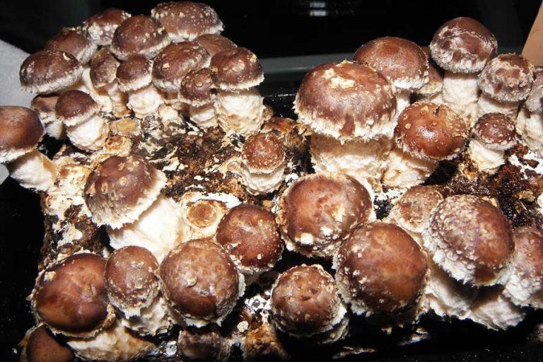 Shiitake-Pilze