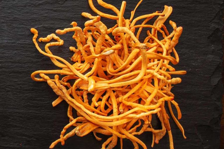 Cordyceps militaris-Pilz