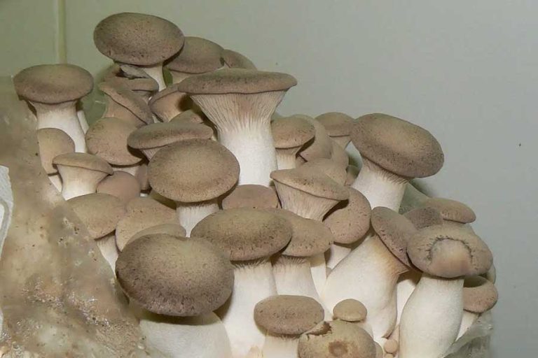 King Oyster Mushrooms
