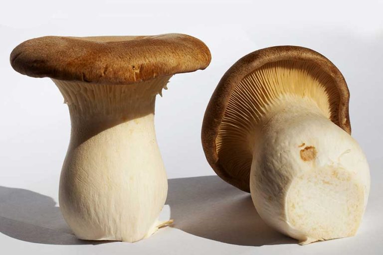 King Oyster Mushroom